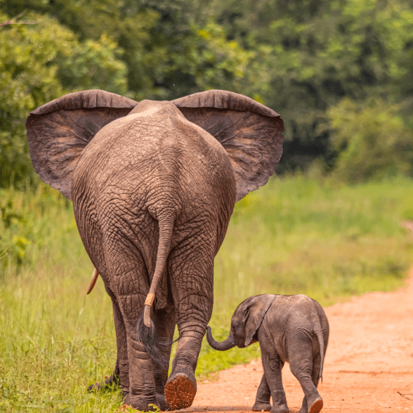 Albanu Wildlife Foundation trackers on elephant