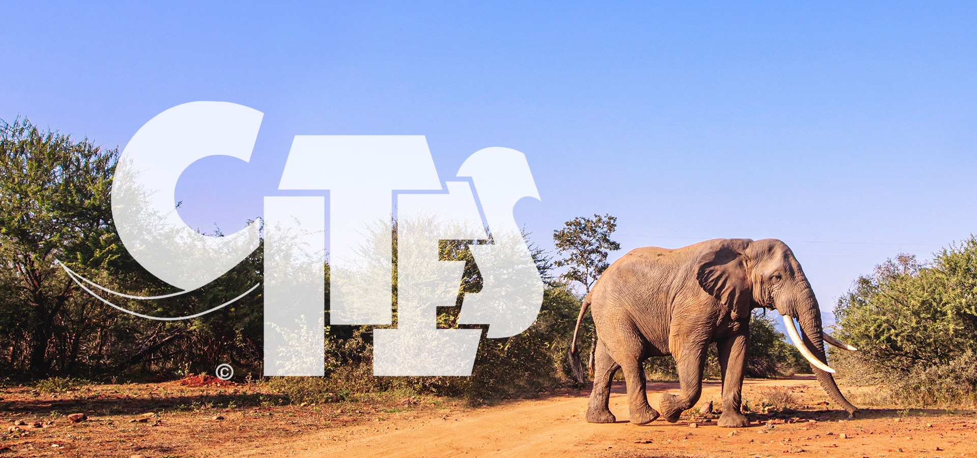 CITES convention
