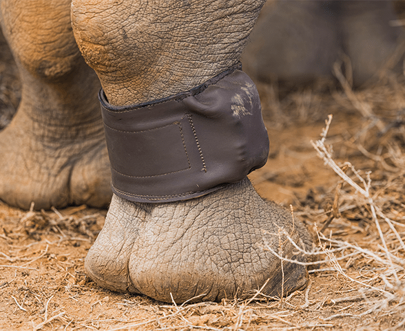 rhinocéros rhino
