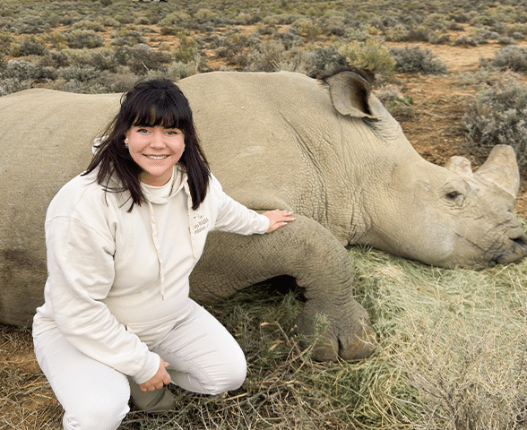 rhinocéros rhino